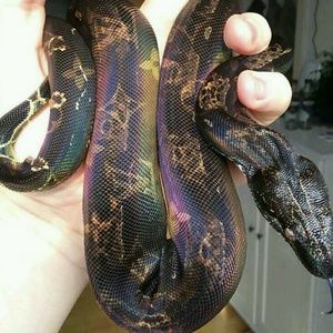 Meet your Posher, Tyler