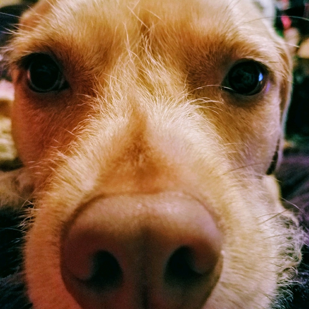 Meet your Posher, Susanna