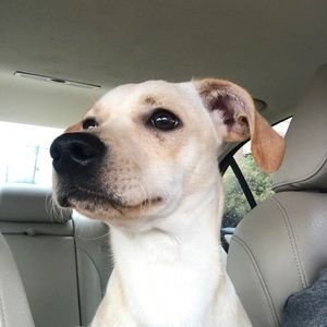 Meet your Posher, Simon