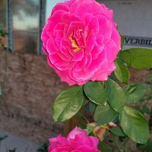 Meet your Posher, Sonia