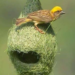 Meet your Posher, Uchenna