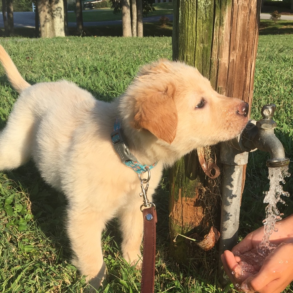 Meet your Posher, Giselle