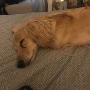 Meet your Posher, Carol