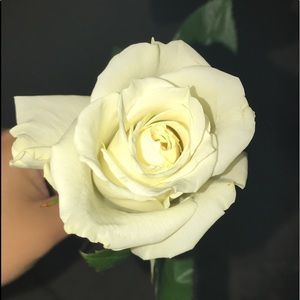 Meet your Posher, Jacqueline