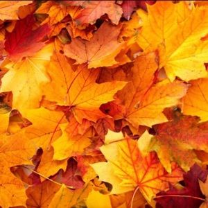 Meet your Posher, Layla