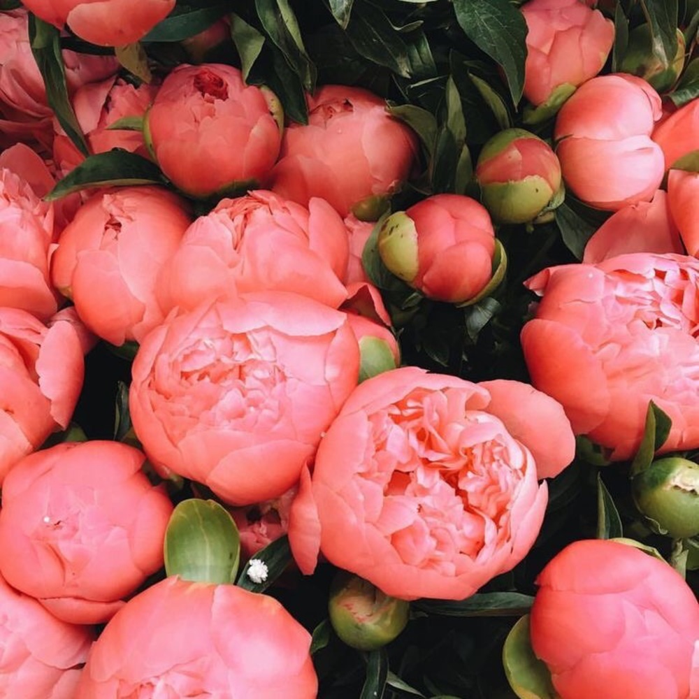 Meet your Posher, Tia