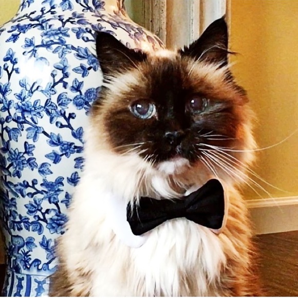 Meet your Posher, Jessica - Picture 6 of 6