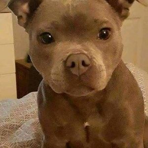 Meet your Posher, Ivan