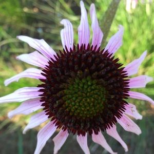 Meet your Posher, Kellie