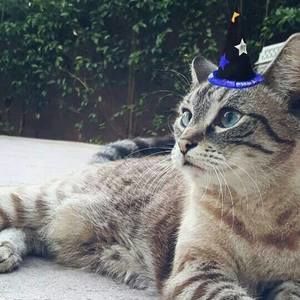 Meet your Posher, Tomy