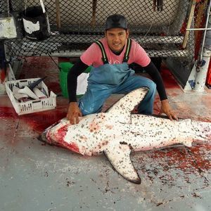 Meet your Posher, Bruno