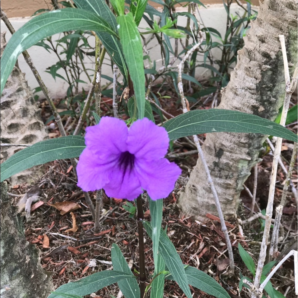 Meet your Posher, Ruthchel