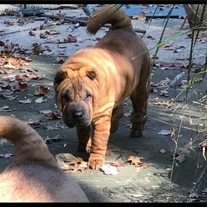 Meet your Posher, David