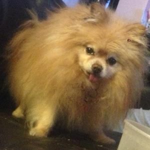 Meet your Posher, Peter