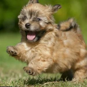 Meet your Posher, Abraham