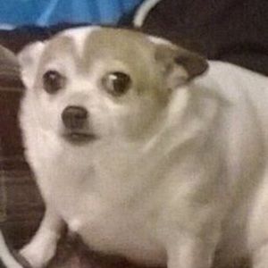 Meet your Posher, Connor