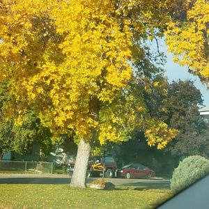 Meet your Posher, Lacee