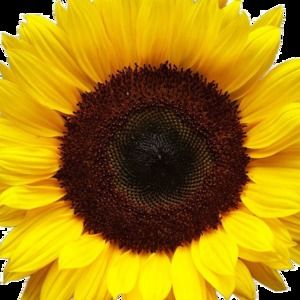 Meet your Posher, Cammie