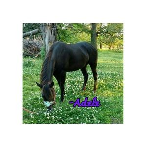 Meet your Posher, Adele&shel