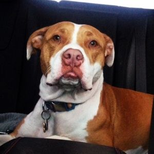 Meet your Posher, Lindsey