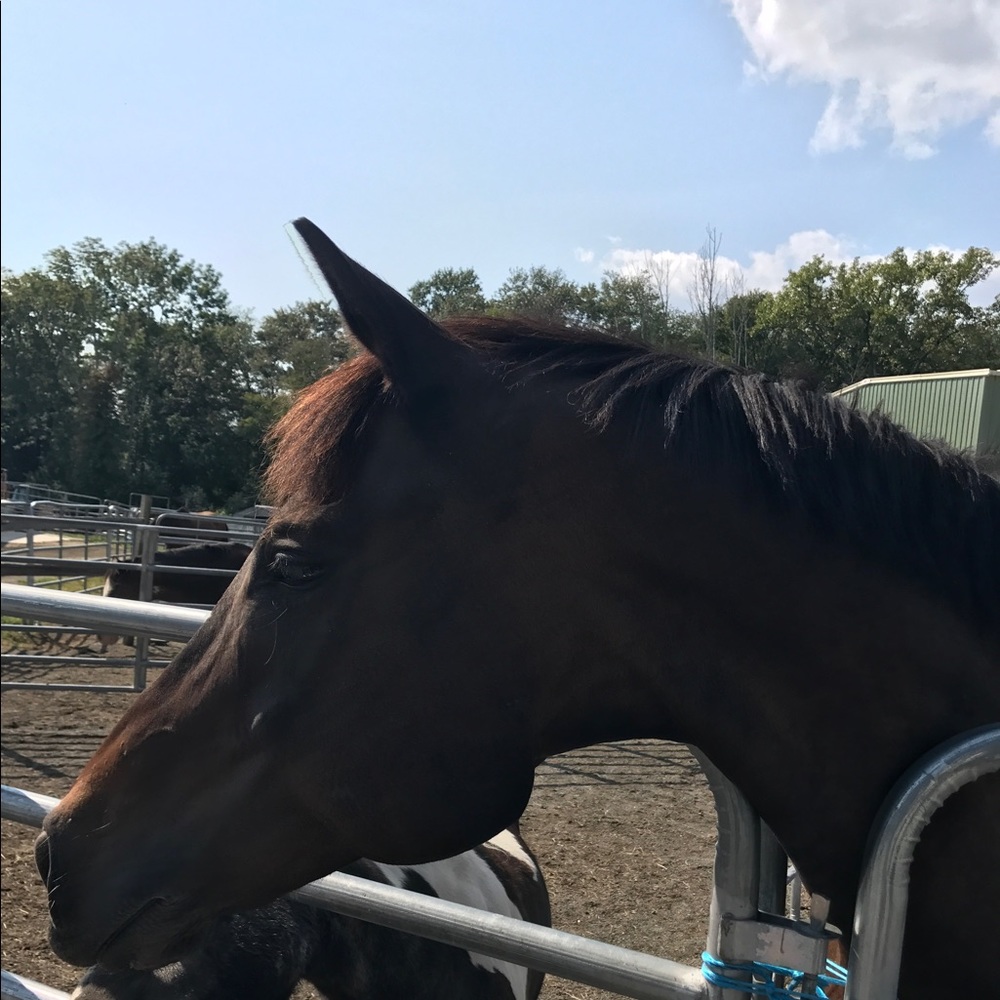 Meet your Posher, Elizabeth