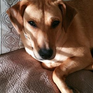 Meet your Posher, Jamie