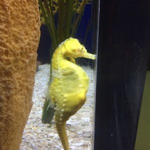 Meet your Posher, Isabella