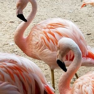 Meet your Posher, Ivy