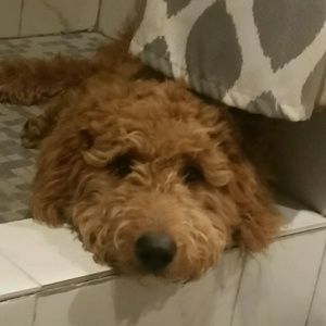 Meet your Posher, Shelly