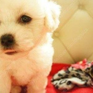 Meet your Posher, Lee