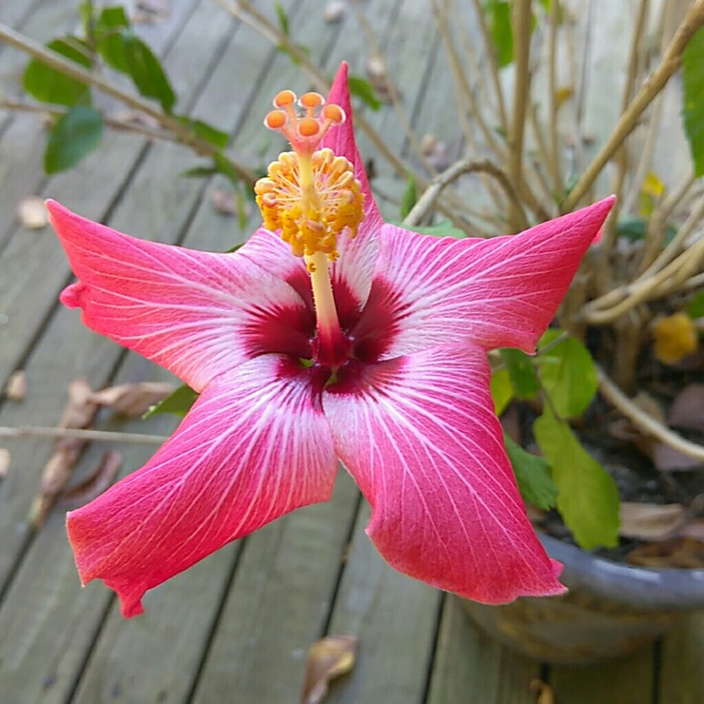 Fall is SO Beautiful!!!💜💛💙❤