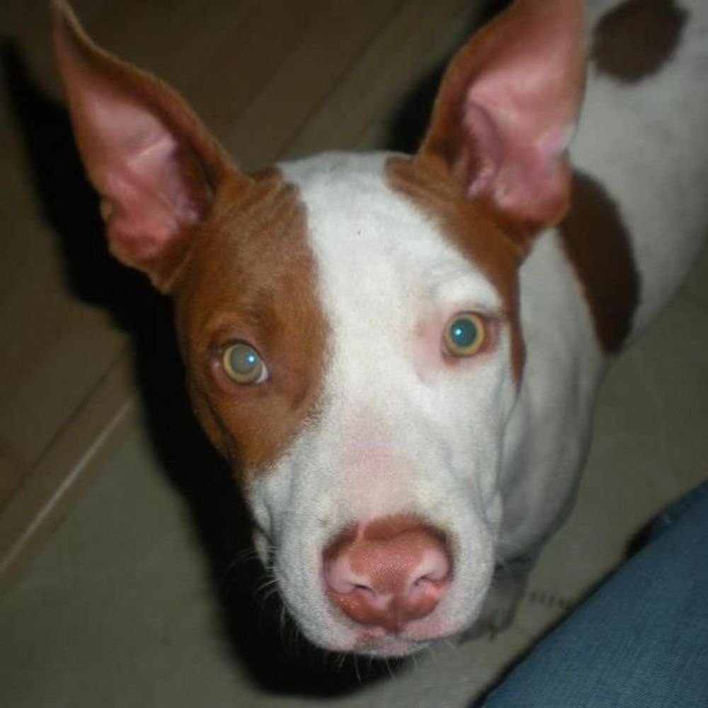 Meet your Posher, Marley