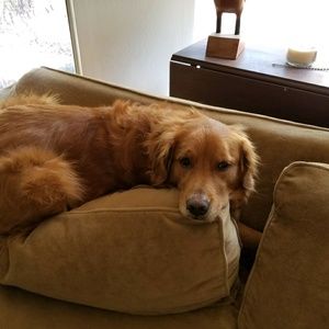 Meet your Posher, Carol