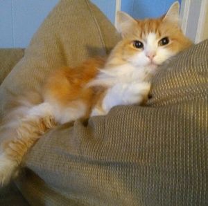 Meet your Posher, Sonny