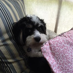 Meet your Posher, David