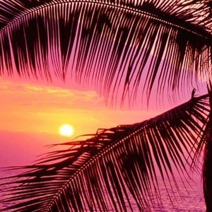 Meet your Posher, Sophie