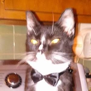 Meet your Posher, Diane