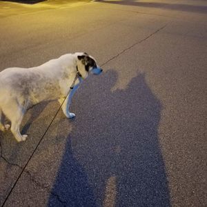 Meet your Posher, Cara