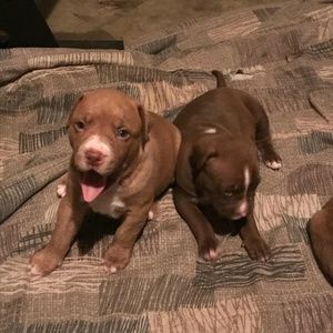 Meet your Posher, Billy