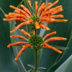 Meet your Posher, Dalila