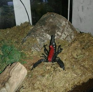 Meet your Posher, Oscar