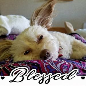 Meet your Posher, Susan