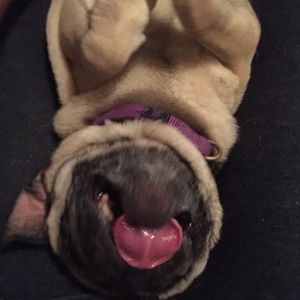 Meet your Posher, Eva