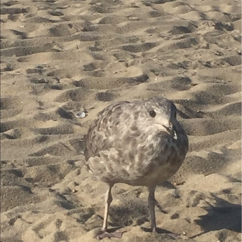 Meet your Posher, Ncdee.