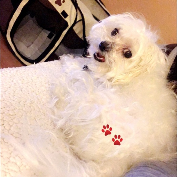 Meet your Posher, Lory - Picture 1 of 1