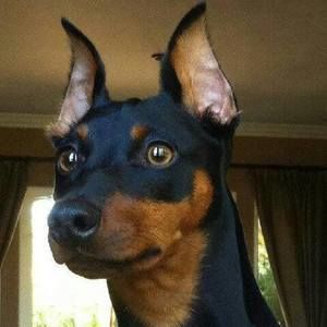 Meet your Posher, Berta