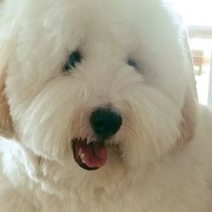 Meet your Posher, Jasmine