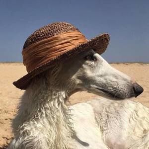 Meet your Posher, Noah