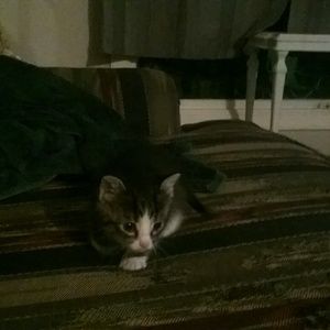 Meet your Posher, Ginny