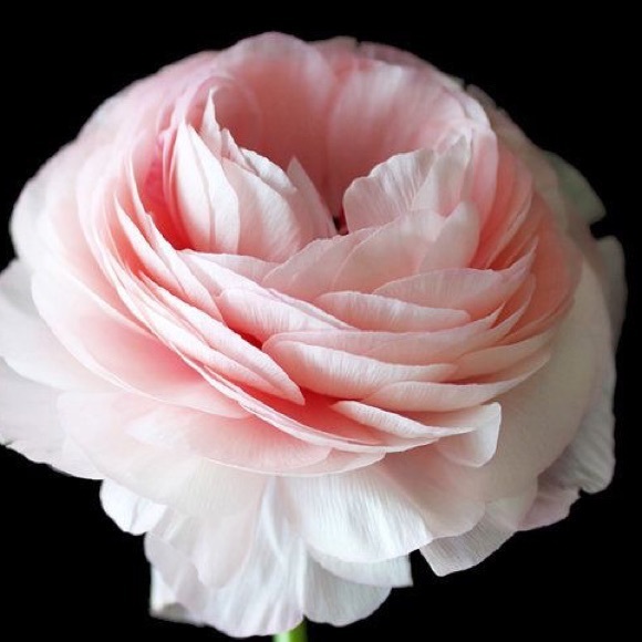 Meet your Posher, Lys - Picture 1 of 1